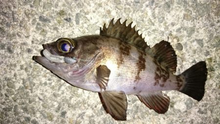 港内メバル＆ガシラ